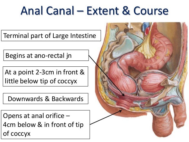 How deep is the human anus picture 178
